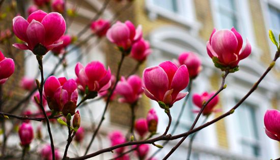 Flowers in Chelsea